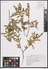 Foto von Salix bonplandiana sp. laevigata